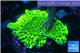 Montipora green & purple polyps 2-4 cm WYSIWYG acclimaté