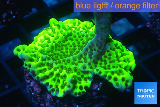 Montipora green & purple polyps 2-4 cm WYSIWYG acclimaté