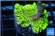 Montipora green & purple polyps 2-4 cm WYSIWYG acclimaté