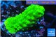 Acropora full neon green 2-3 cm WYSIWYG acclimaté