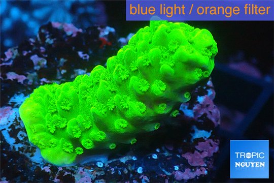 Acropora full neon green 2-3 cm WYSIWYG acclimaté