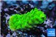 Acropora full neon green 2-3 cm WYSIWYG acclimaté