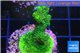 Acropora gold Indonesia 3-4 cm WYSIWYG acclimaté