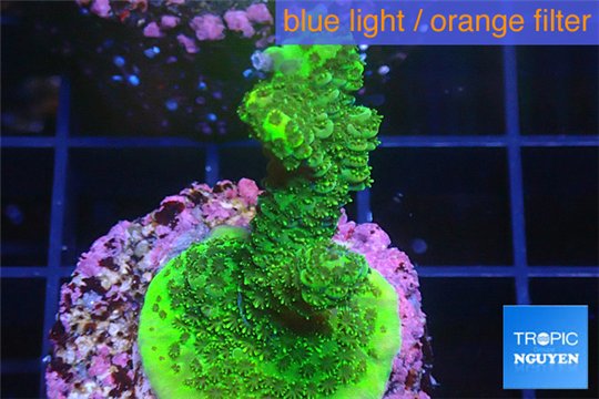 Acropora gold Indonesia 3-4 cm WYSIWYG acclimaté