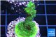 Acropora gold Indonesia 3-4 cm WYSIWYG acclimaté