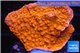 Montipora red cap 3-4 cm WYSIWYG acclimaté