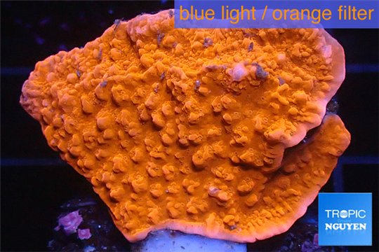 Montipora red cap 3-4 cm WYSIWYG acclimaté