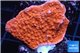 Montipora red cap 3-4 cm WYSIWYG acclimaté