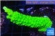 Acropora full neon green 3-4 cm WYSIWYG acclimaté