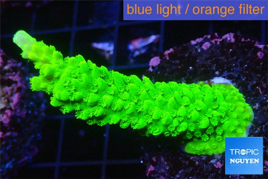 Acropora full neon green 3-4 cm WYSIWYG acclimaté