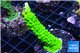 Acropora full neon green 3-4 cm WYSIWYG acclimaté
