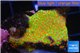 Montipora red fire forest 2-3 cm WYSIWYG acclimaté
