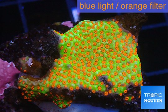 Montipora red fire forest 2-3 cm WYSIWYG acclimaté