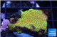 Montipora red fire forest 2-3 cm WYSIWYG acclimaté