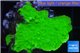 Montipora green cap 3-4 cm WYSIWYG acclimaté