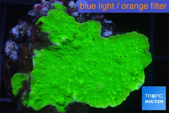 Montipora green cap 3-4 cm WYSIWYG acclimaté