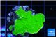 Montipora green cap 3-4 cm WYSIWYG acclimaté