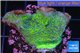 Montipora green & purple blue polyps 3-4 cm WYSIWYG acclimaté