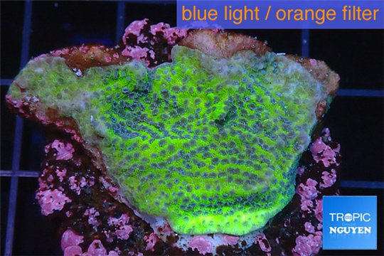 Montipora green & purple blue polyps 3-4 cm WYSIWYG acclimaté