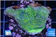 Montipora green & purple blue polyps 3-4 cm WYSIWYG acclimaté