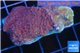 Montipora purple cap 2-3 cm WYSIWYG acclimaté