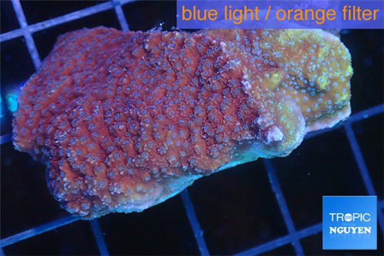 Montipora purple cap 2-3 cm WYSIWYG acclimaté