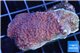 Montipora purple cap 2-3 cm WYSIWYG acclimaté