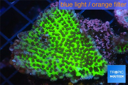 Montipora green & purple polyps 2-4 cm WYSIWYG acclimaté