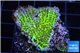 Montipora green & purple polyps 2-4 cm WYSIWYG acclimaté
