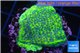 Montipora green & purple blue polyps 2-4 cm WYSIWYG acclimaté