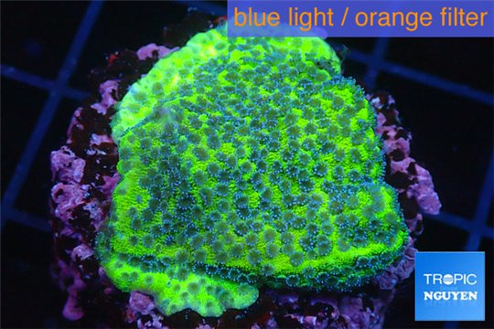 Montipora green & purple blue polyps 2-4 cm WYSIWYG acclimaté
