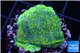 Montipora green & purple blue polyps 2-4 cm WYSIWYG acclimaté