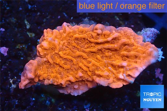 Montipora red cap 2-3 cm WYSIWYG acclimaté