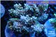Acropora purple blue Indonesia 8-12 cm WYSIWYG acclimaté