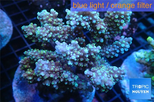 Acropora purple blue Indonesia 8-12 cm WYSIWYG acclimaté