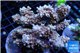 Acropora purple blue Indonesia 8-12 cm WYSIWYG acclimaté