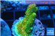 Acropora gold Indonesia 2-4 cm WYSIWYG acclimaté