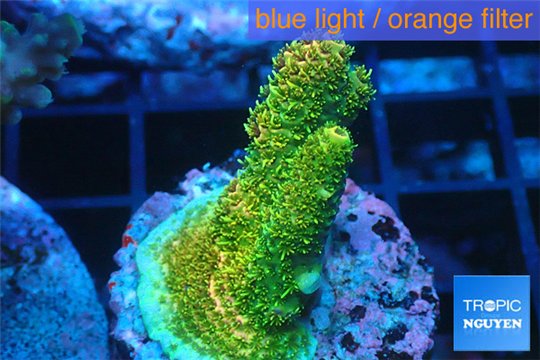 Acropora gold Indonesia 2-4 cm WYSIWYG acclimaté