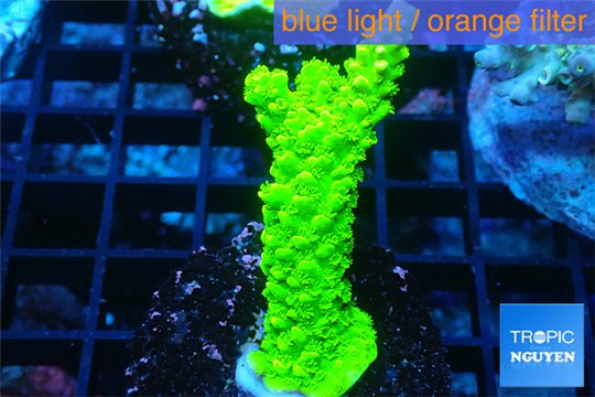 Acropora full neon green 2-3 cm WYSIWYG acclimaté