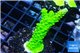 Acropora full neon green 2-3 cm WYSIWYG acclimaté