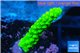 Acropora full neon green 2-3 cm WYSIWYG acclimaté
