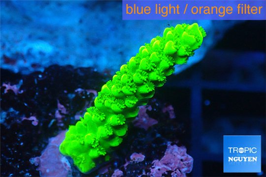 Acropora full neon green 2-3 cm WYSIWYG acclimaté