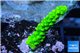 Acropora full neon green 2-3 cm WYSIWYG acclimaté