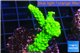Acropora full neon green 2-4 cm WYSIWYG acclimaté
