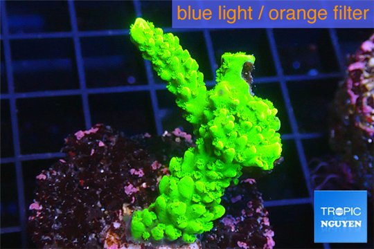 Acropora full neon green 2-4 cm WYSIWYG acclimaté