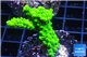 Acropora full neon green 2-4 cm WYSIWYG acclimaté