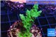 Acropora green purple 2-4 cm WYSIWYG acclimaté