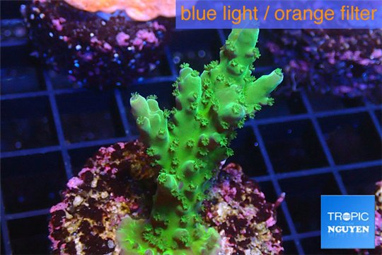 Acropora green purple 2-4 cm WYSIWYG acclimaté