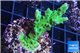 Acropora green purple 2-4 cm WYSIWYG acclimaté