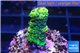 Acropora full neon green 2-3 cm WYSIWYG acclimaté